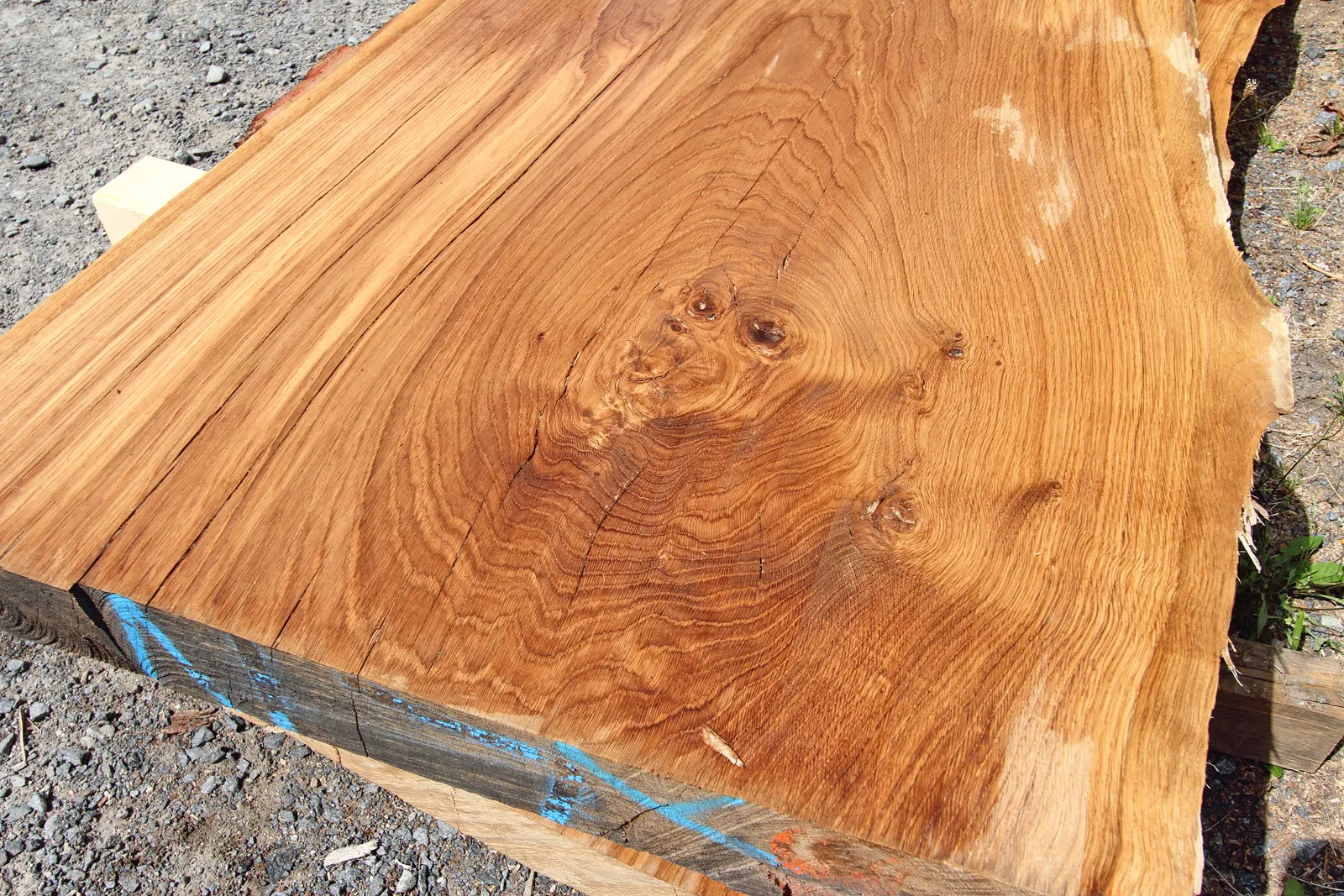 monolith-eiche-odenwald-ewald-v2