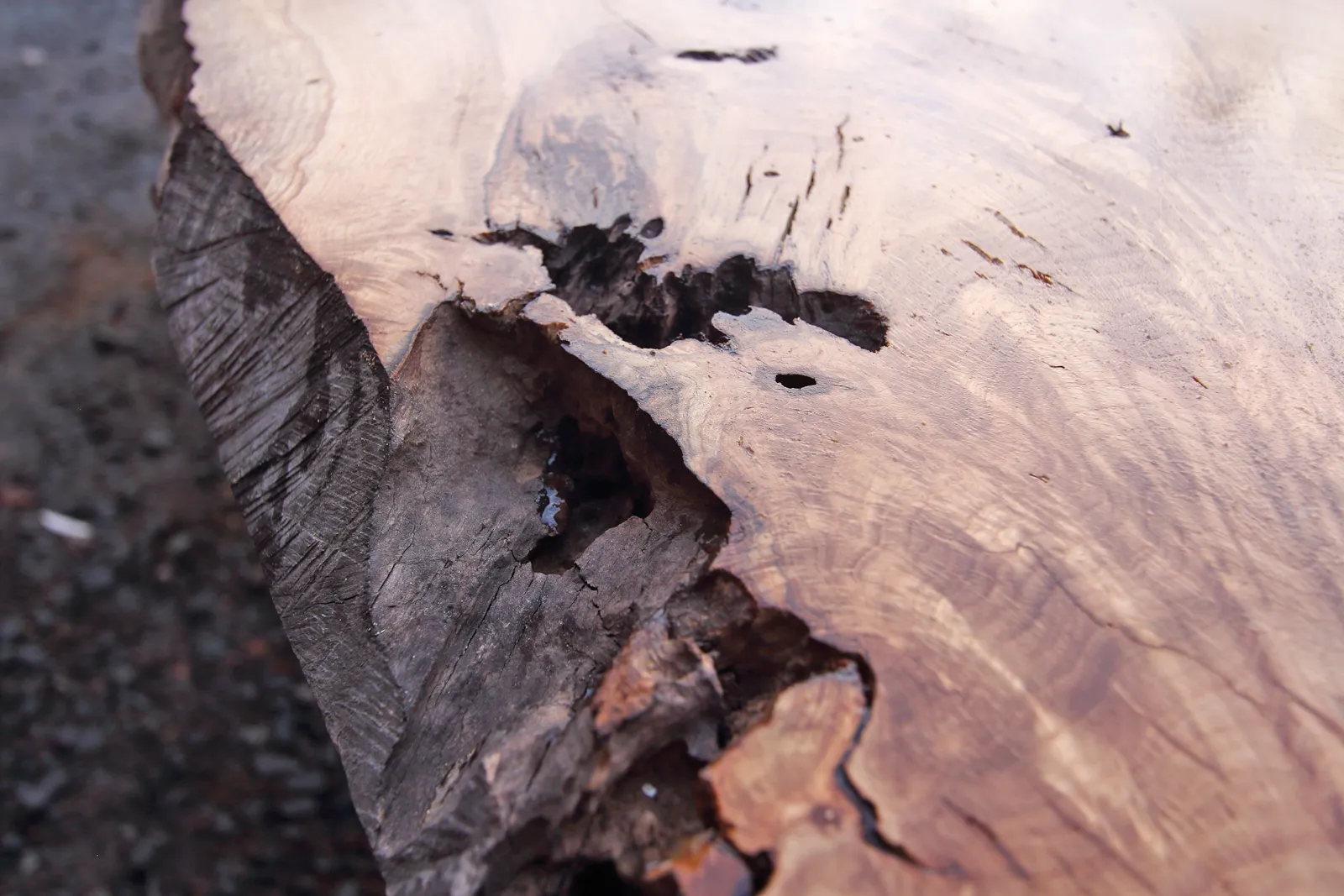 monolith-eiche_frankreich-francois-v4